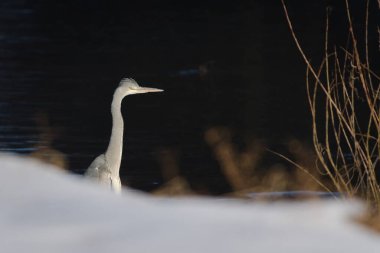 Ardea cinerea namı diğer gri balıkçıl portresi. Kışın nehir kıyısındaki doğal ortamında büyük bir kuş. Çek Cumhuriyeti 'nde yaygın bir kuş.