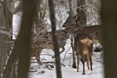 Bir grup Capreolus Capreolus Avrupa yumurtası geyiği ormanda gizlidir. Sisli kış akşamı.