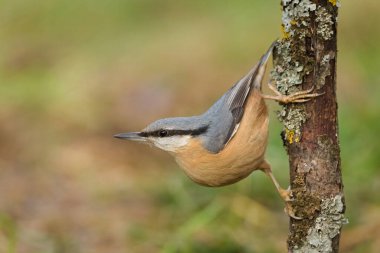 Yaygın kuş Sitta europaea nam-ı diğer Avrasya tımarhanesi ağaçta baş aşağı sürünüyor. Tipik konum.