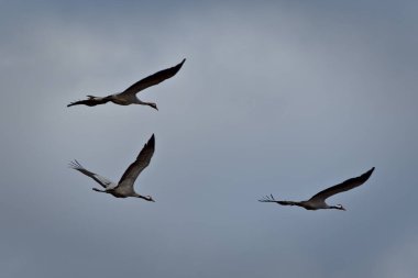 Flock of flying giant and rare bird Grus grus aka Common crane in Czech republic. clipart