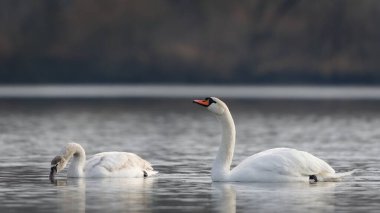 Su kuşu Cygnus olor namı diğer dilsiz kuğu. Yetişkin ve bebeğiyle..