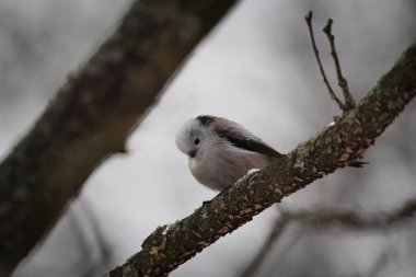 Aegithalos caudatus aka Long-tailed Tit perched on a tree branch. Funny fluffy european bird.
