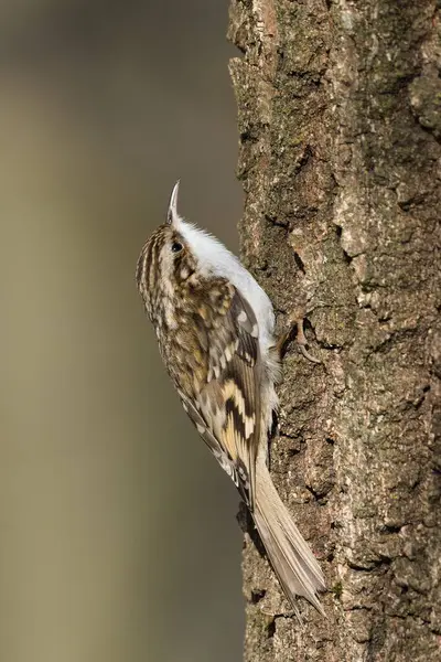 Certhia familiaris nam-ı diğer Avrasya Ağaç Bekçisi ağaçta sürünüyor. Çek Cumhuriyeti 'nde küçük sıradan bir kuş. 