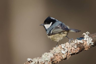 Periparus ater aka coal tit perched on the tree branch. Common bird in Czech republic.