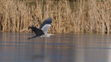 Ardea cinerea namı diğer Grey Heron. Çek Cumhuriyeti 'nde göletin üzerinde dev bir kuş uçuyor..