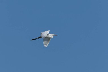 Büyük balıkçıl, nam-ı diğer Ardea Alba Çek Cumhuriyeti 'ndeki göletin üzerinde uçuyor. Mavi gökyüzü arkaplanında izole.
