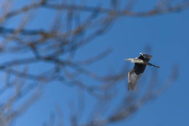 Ardea cinerea namı diğer Grey Heron. Çek Cumhuriyeti 'nde göletin üzerinde dev bir kuş uçuyor..