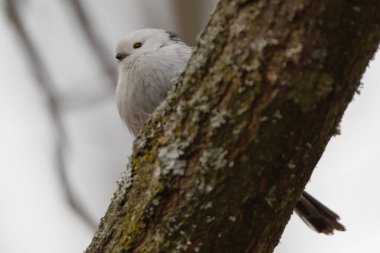 Aegithalos caudatus aka Long-tailed Tit or long-tailed bushtit perched on a tree branch. Funny fluffy european bird. Close-up portrait isolated on blurred background.