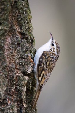 Certhia familiaris nam-ı diğer Avrasya Ağaç Bekçisi ağaçta sürünüyor. Çek Cumhuriyeti 'nde küçük sıradan bir kuş. Yakın plan portresi temiz bulanık arkaplanda izole edildi.