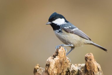 Periparus ater aka coal tit on the tree branch. Common bird in Czech republic.