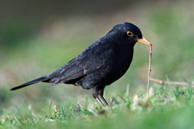 Avrasya karatavuğu namı diğer Karatavuk veya Turdus Merula çimenlikteki solucanları yiyor..