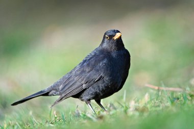 Avrasya karatavuğu namı diğer Karatavuk veya Turdus Merula çimenlerde solucan arıyor. Yakın plan portre.