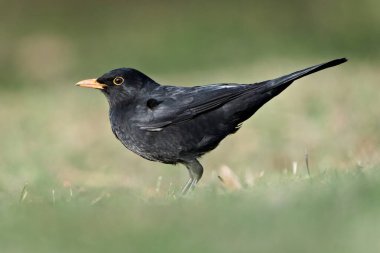 Avrasya karatavuğu namı diğer Karatavuk veya Turdus Merula çimenlerde solucan arıyor. Yakın plan portre.