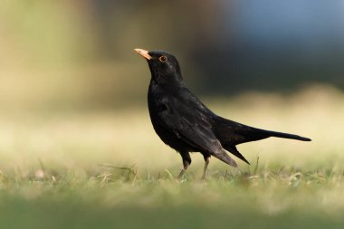 Avrasya karatavuğu namı diğer Karatavuk veya Turdus Merula çimenlerde solucan arıyor. Yakın plan portre.