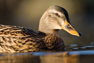 Anas Platyrhynchos namı diğer yaban ördeği kadın baş müfrezesi. Çek Cumhuriyeti 'nde yaygın su kuşu kuşu.