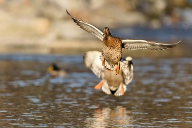 Anas Platyrhynchos nam-ı diğer nehirde uçan yaban ördeği dişi. Çek Cumhuriyeti 'nde yaygın su kuşu kuşu.