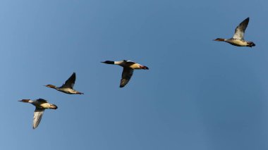 Gökyüzünde uçan kuş sürüsü. Mergus merganser namı diğer merganser. Çek Cumhuriyeti 'nden su kuşu.