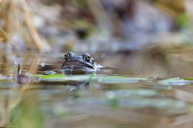 Cinclus cinclus namı diğer beyaz boğazlı ayı. Nadir bulunan su kuşu yaşam alanına yuva yapıyor..
