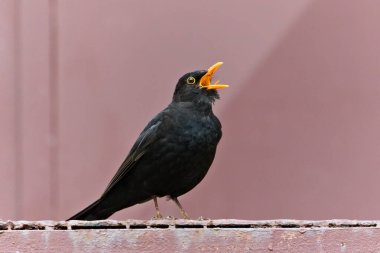 Avrasya karatavuğu namı diğer Karatavuk ya da Turdus merula 'nın yakın plan portresi. Açık gagayla şarkı söylemek. Komik bir hayvan fotoğrafı. Metin yerleştirmek için boşluk kopyala.