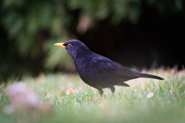 Avrasya karatavuğu namı diğer Karatavuk veya Turdus Merula çimenlerde solucan arıyor. Yakın plan portre.