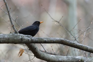 Avrasya karatavuğu diğer adıyla karatavuk veya turdus merula ağaç dalına tünemişti. Yakın plan portre.