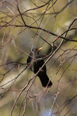 Avrasya karatavuğu namı diğer karatavuk veya turdus merula ağaç dalına tünemişti..