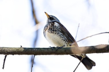 Kuş Turdus pilaris namı diğer tarla faresi ormandaki ağaç dalına tünemiş. Parlak arkaplanda izole edilmiş.