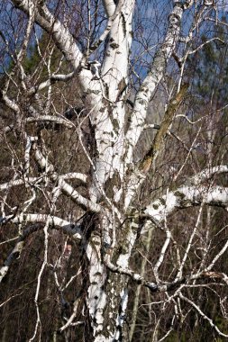 Baharda yapraksız huş ağacı. Betula pendula. Beyaz kabuklu ağaç. Çek Cumhuriyeti 'nin doğası.