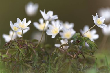 Anemonoides nemorosa nam-ı diğer orman şakayığı. Beyaz bahar çiçeği. Çek Cumhuriyeti 'nde yaygın bitki.