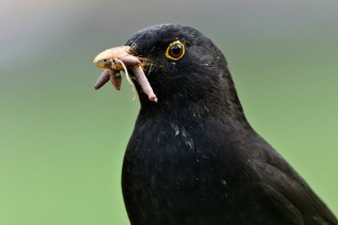 Avrasya karatavuğu namı diğer karatavuk ya da turdus merula yeni doğanlar için solucan avlıyor. Gaga dolusu solucan..