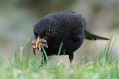 Avrasya karatavuğu namı diğer karatavuk ya da turdus merula yeni doğanlar için solucan avlıyor. Gaga dolusu solucan..