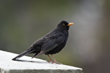 Turdus merula ya da Avrasyalı ya da karatavuk erkek portresi. Çek Cumhuriyeti 'nde yaygın bir kuş. 