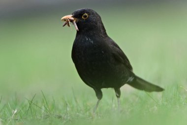 Avrasya karatavuğu namı diğer karatavuk ya da turdus merula yeni doğanlar için solucan avlıyor. Gaga dolusu solucan..