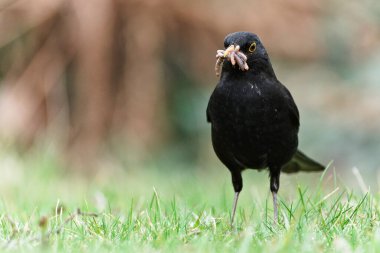 Avrasya karatavuğu namı diğer karatavuk ya da turdus merula yeni doğanlar için solucan avlıyor. Gaga dolusu solucan..