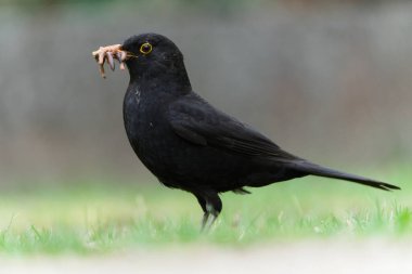 Avrasya karatavuğu namı diğer karatavuk ya da turdus merula yeni doğanlar için solucan avlıyor. Gaga dolusu solucan..