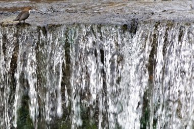 Cinclus cinclus namı diğer beyaz boğazlı ayı. Yaşam alanında nadir bulunan bir su kuşu. Çek Cumhuriyeti 'nin doğası.