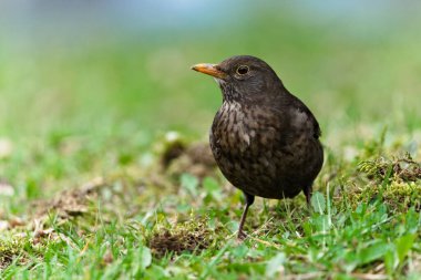 Turdus merula, nam-ı diğer Avrasyalı ya da otların arasındaki karatavuk dişi. Çek Cumhuriyeti 'nde yaygın bir kuş.
