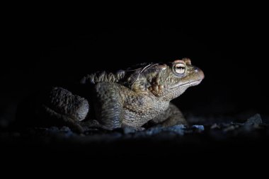 Sıradan kurbağa Bufo bufo. Çiftleşme mevsiminde gecenin karanlığında göç eden büyük kurbağa. Çek Cumhuriyeti 'nin doğası.