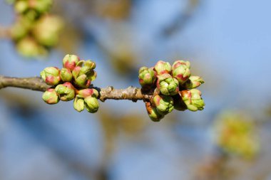 Açma mevsimi. Tomurcukları ve çiçekleri olan kiraz ağacı dalı. Çek Cumhuriyeti 'nde ilkbahar başları.