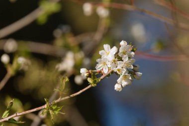 Açma mevsimi. Beyaz çiçekli yabani ağaç dalı. Çek Cumhuriyeti 'nde İlkbahar.