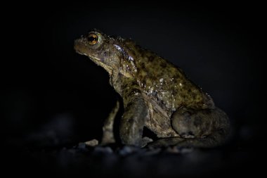 Sıradan kurbağa Bufo bufo. Çiftleşme mevsiminde gecenin karanlığında göç eden büyük kurbağa. Çek Cumhuriyeti 'nin doğası.