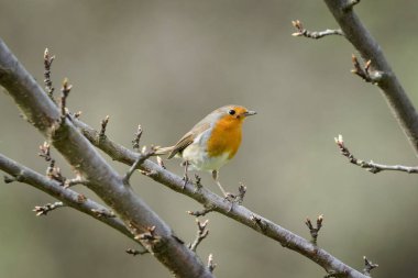 Erithacus rubecula nam-ı diğer Avrupa bülbülü ağaca tünemiş. Çek Cumhuriyeti 'nden minik bir kuş..