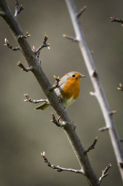 Erithacus rubecula nam-ı diğer Avrupa bülbülü ağaca tünemiş. Çek Cumhuriyeti 'nden minik bir kuş..