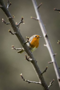 Erithacus rubecula nam-ı diğer Avrupa bülbülü ağaca tünemiş. Çek Cumhuriyeti 'nden minik bir kuş..