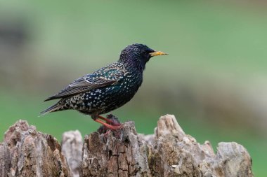 Sturnus vulgaris, nam-ı diğer Avrupa sığırcığı. Ağaç gövdesine tünemiş sıradan bir kuş. Çek Cumhuriyeti 'nin doğasında bahar mevsimi. Bulanık yeşil arkaplanda izole.