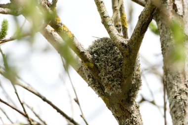 Aegithalos caudatus aka Long-tailed Tit or long-tailed bushtit nest on the tree.