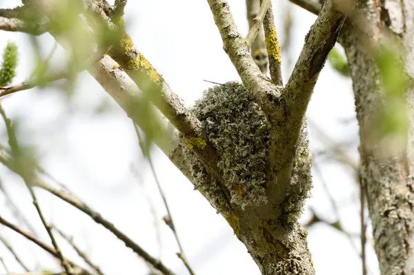 Aegithalos caudatus aka Long-tailed Tit or long-tailed bushtit nest on the tree.