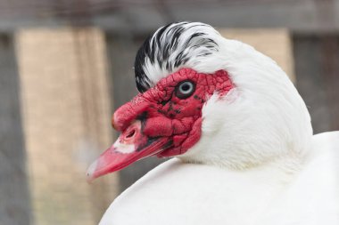 Yerel ördek Cairina Moschata t. domestica veya Cairina Moschata veya komik saçlı Muscovy ördek portresi. Çek Cumhuriyeti 'nde küçük bir çiftlik.