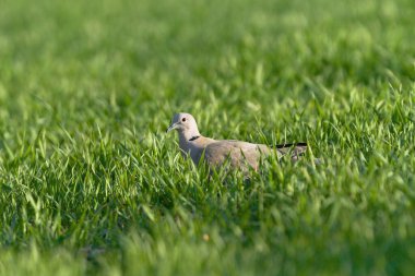 Streptopelia decaocto, nam-ı diğer Avrasyalı Yakalı Güvercin çimenlerin arasına gizlenmiş. Çek Cumhuriyeti 'nde yaygın bir kuş.