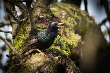 Sturnus vulgaris, nam-ı diğer Avrupa sığırcığı. Yaygın kuş ilkbaharda yuvasının yakınına tünedi. Açık gaga.